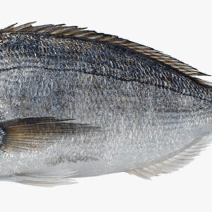 Seabream Fish